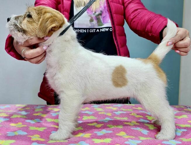 Jack Russell Terrier FCI ZKWP suczka piesek
