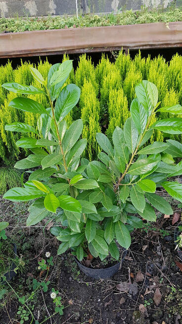Laurowiśnia wschodnia NOVITA, CAUCASICA 20-100cm.