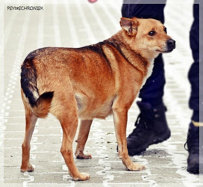 Śliniak –chciałby cieszyć się z życia obok swojego człowieka