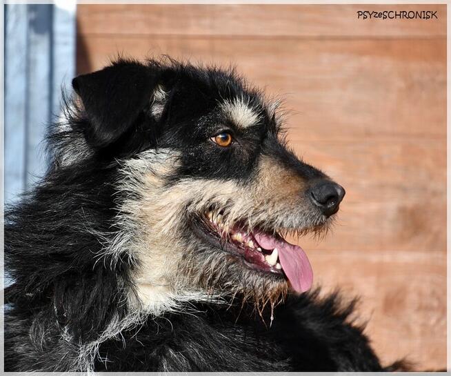 Rumcajs – radosny psiak szuka równie aktywnej rodziny