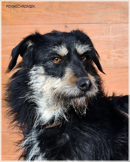 Rumcajs – radosny psiak szuka równie aktywnej rodziny