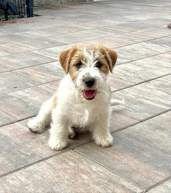 Jack Russell Terrier FCI ZKWP suczka piesek