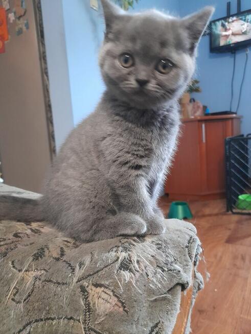 Kotka Brytyjska niebieska