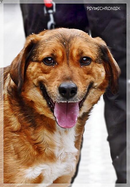 Tosiek – daj się zaczarować temu radosnemu młodzieńcowi