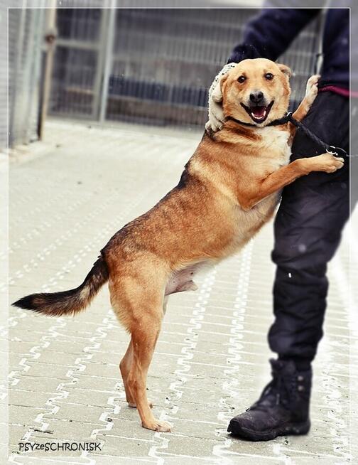 Śliniak –chciałby cieszyć się z życia obok swojego człowieka