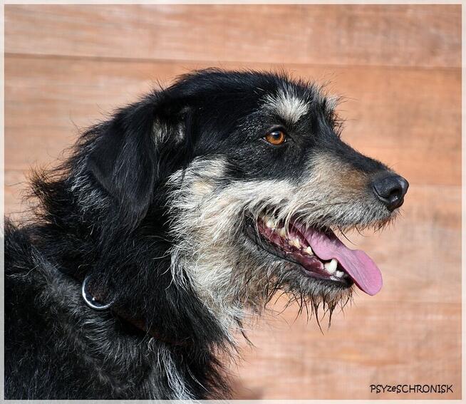 Rumcajs – radosny psiak szuka równie aktywnej rodziny