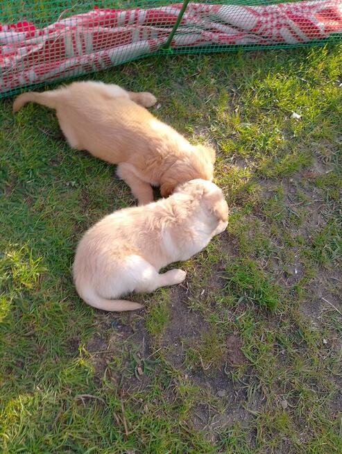 Golden retriever