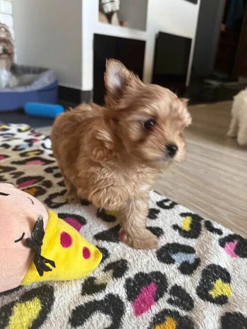 Golddust Yorkshire Terrier