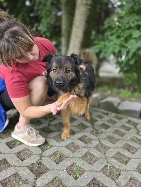 Flafi-pilnie potrzebny dom dla mlodego psiaka