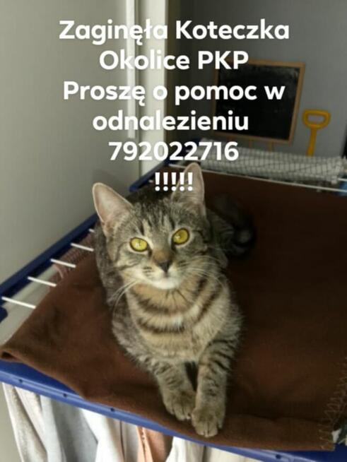 Zaginęła Koteczka Biała Podlaska
