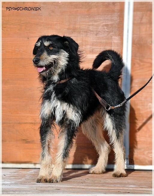 Rumcajs – radosny psiak szuka równie aktywnej rodziny