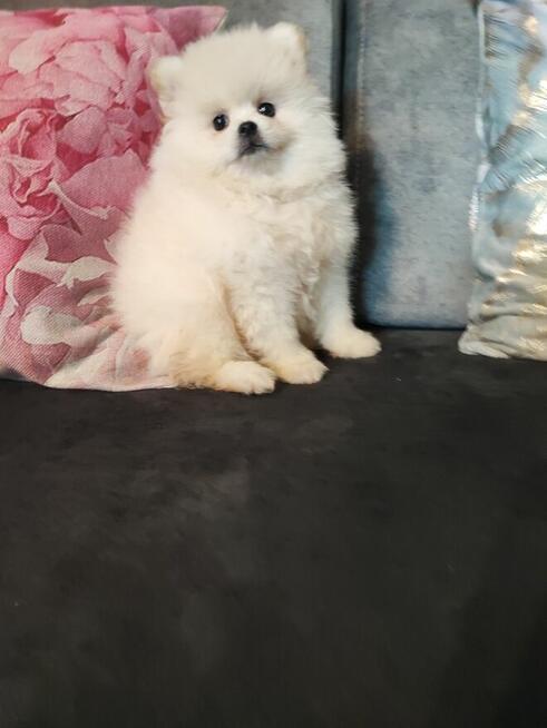 Pomeranian suczka