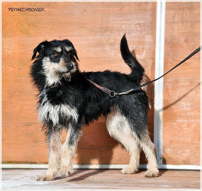 Rumcajs – radosny psiak szuka równie aktywnej rodziny