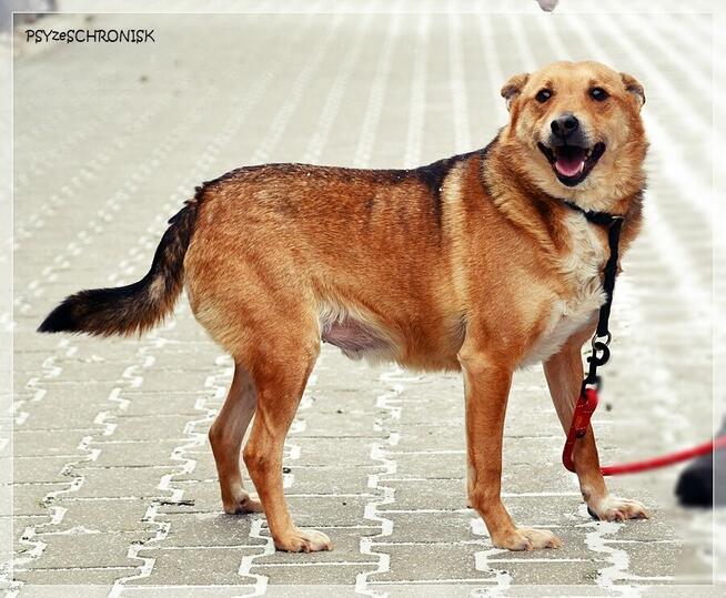 Śliniak –chciałby cieszyć się z życia obok swojego człowieka