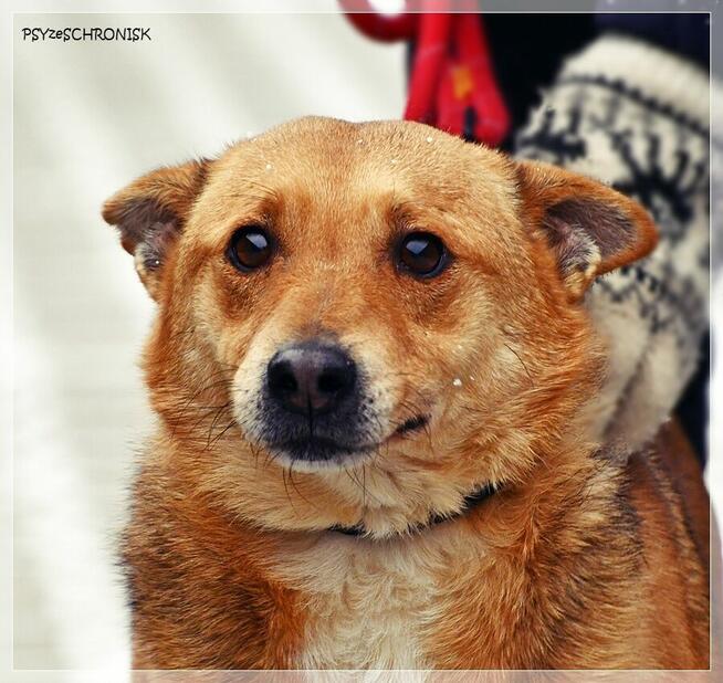 Śliniak –chciałby cieszyć się z życia obok swojego człowieka
