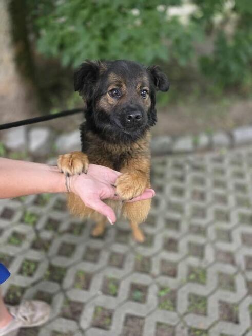 Flafi-pilnie potrzebny dom dla mlodego psiaka