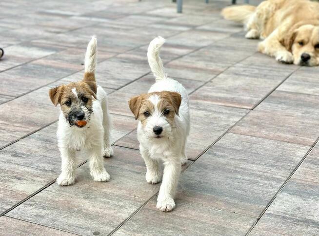 Jack Russell Terrier FCI ZKWP suczka piesek