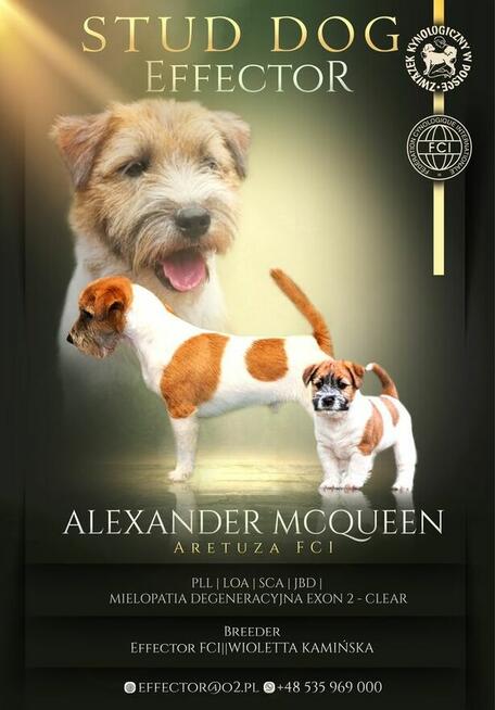 Jack Russell Terrier FCI ZKWP suczka piesek