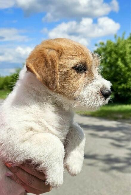 Jack Russell Terrier FCI ZKWP suczka piesek