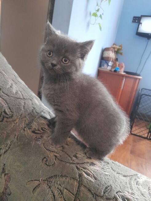 Kotka Brytyjska niebieska