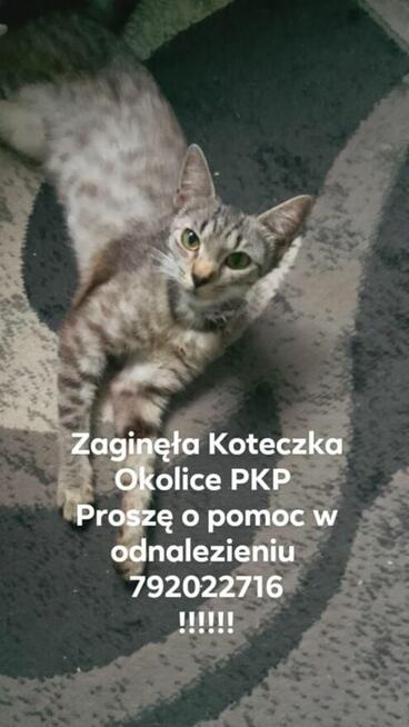 Zaginęła Koteczka Biała Podlaska