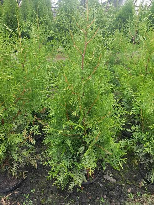Tuja Brabant na żywopłot wys.do 200cm -Kraków