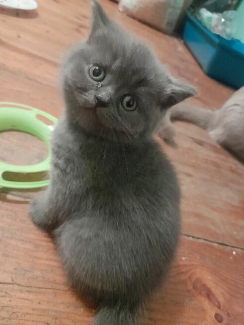 Kotka Brytyjska niebieska