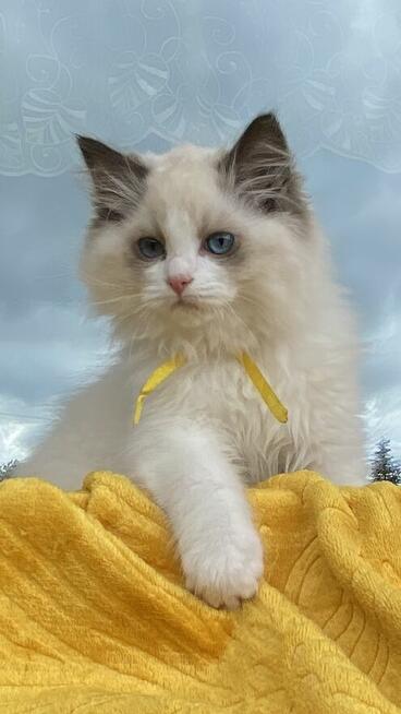Kotki ragdoll FPL