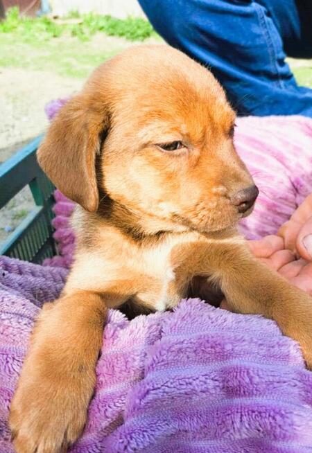 TOBI - maleńki szczeniak szuka domu