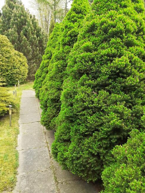 Działka ROD Pod Wierzbami Kraków Golikówka