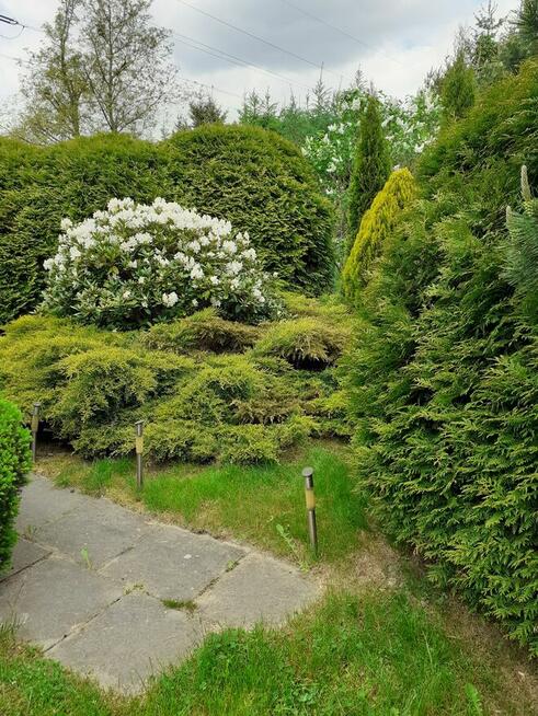 Działka ROD Pod Wierzbami Kraków Golikówka