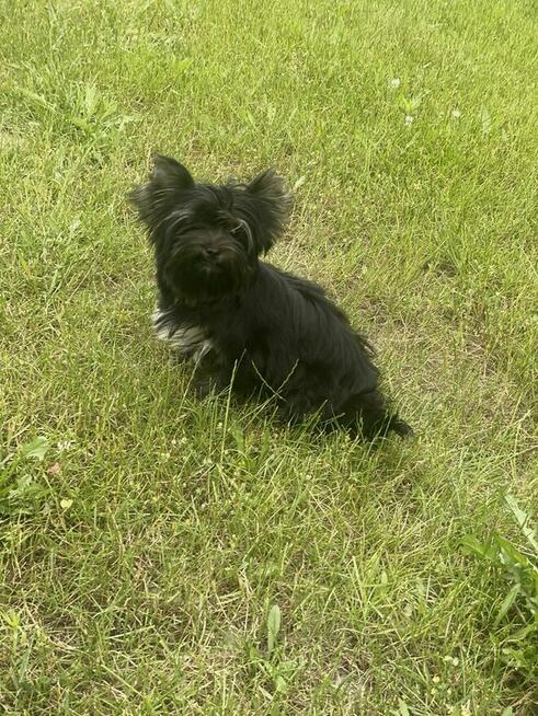 York piękna suczka kruczo czarna Black&Tan.