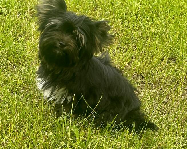 York piękna suczka kruczo czarna Black&Tan.