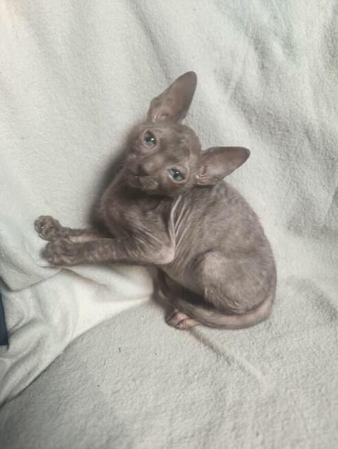 Cornish rex devon rex kot, kotek kotka Hod. Urok Życia WCF