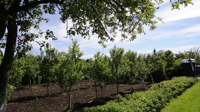 Działka ROD 448m2 w Pile Różyckiego