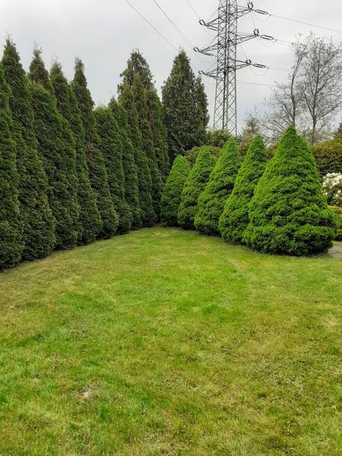 Działka ROD Pod Wierzbami Kraków Golikówka