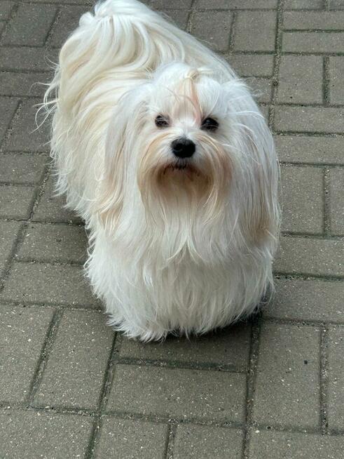 Hawańczyki - małe futerka gotowe do pokochania i odebrania