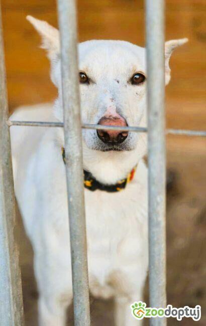 AGUŚ - piękny psiak szuka dobrego domu