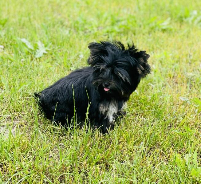 York piękna suczka kruczo czarna Black&Tan.