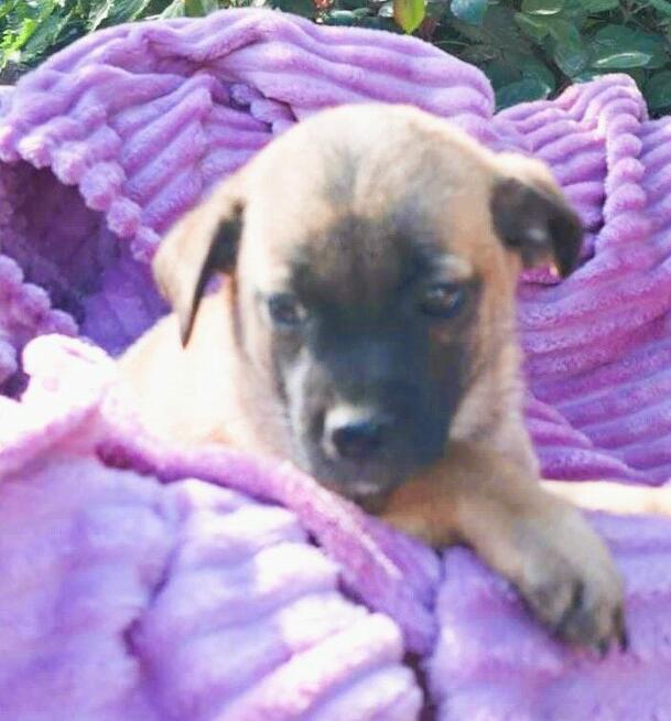 DROPSIK - malutki szczeniak szuka domu