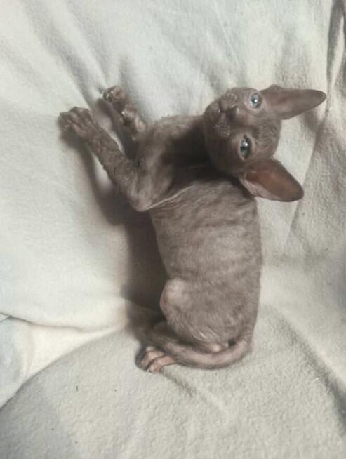 Cornish rex devon rex kot, kotek kotka Hod. Urok Życia WCF