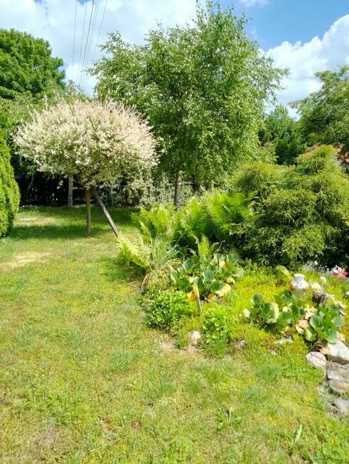 Siedlisko 44 a w Ożarowie gm. Jastków (lubelskie).