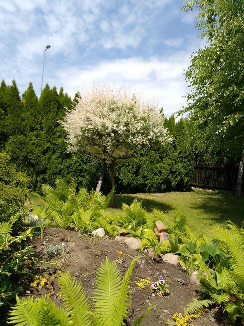 Siedlisko 44 a w Ożarowie gm. Jastków (lubelskie).