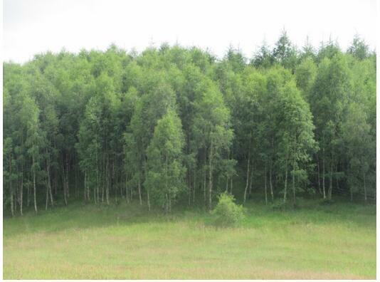 Działka Wołcza Wielka gm. Miastko