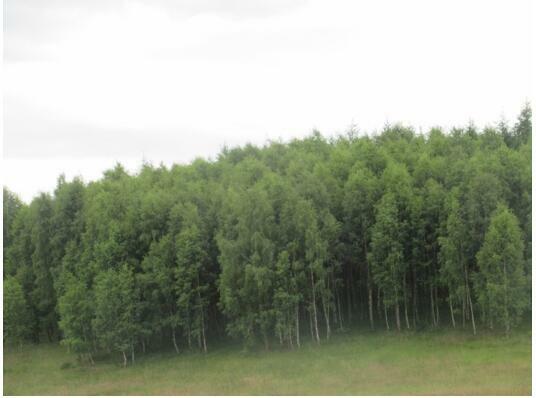 Działka Wołcza Wielka gm. Miastko