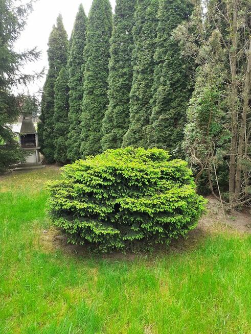 Działka ROD Pod Wierzbami Kraków Golikówka