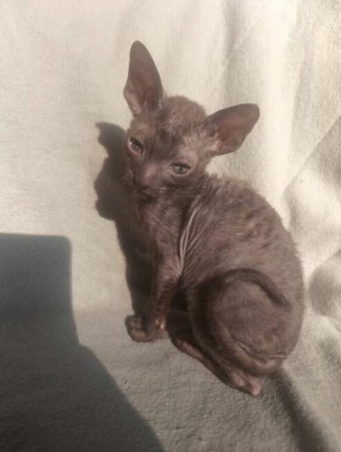 Cornish rex devon rex kot, kotek kotka Hod. Urok Życia WCF