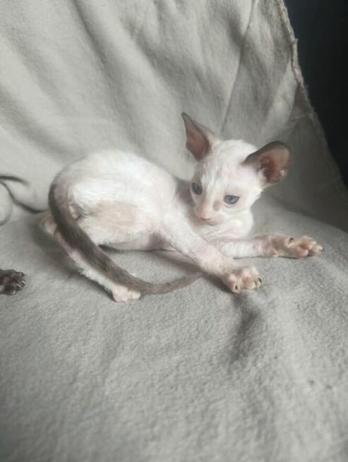Kotki ,kocięta, kot cornish rex, devon rex Hod.Urok Życia WCF