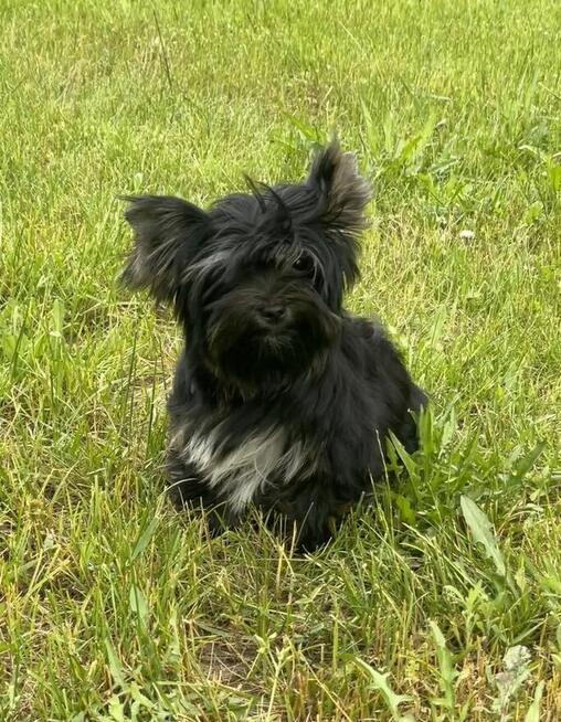 York piękna suczka kruczo czarna Black&Tan.