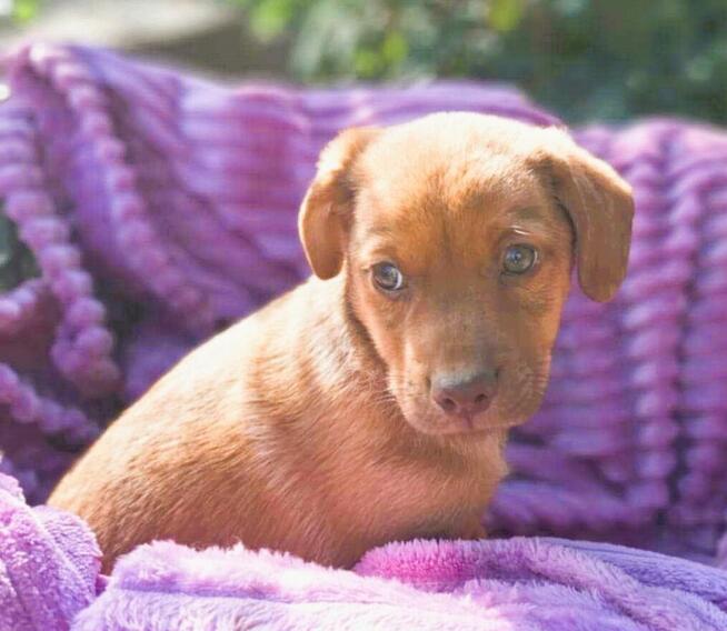 TOBI - maleńki szczeniak szuka domu